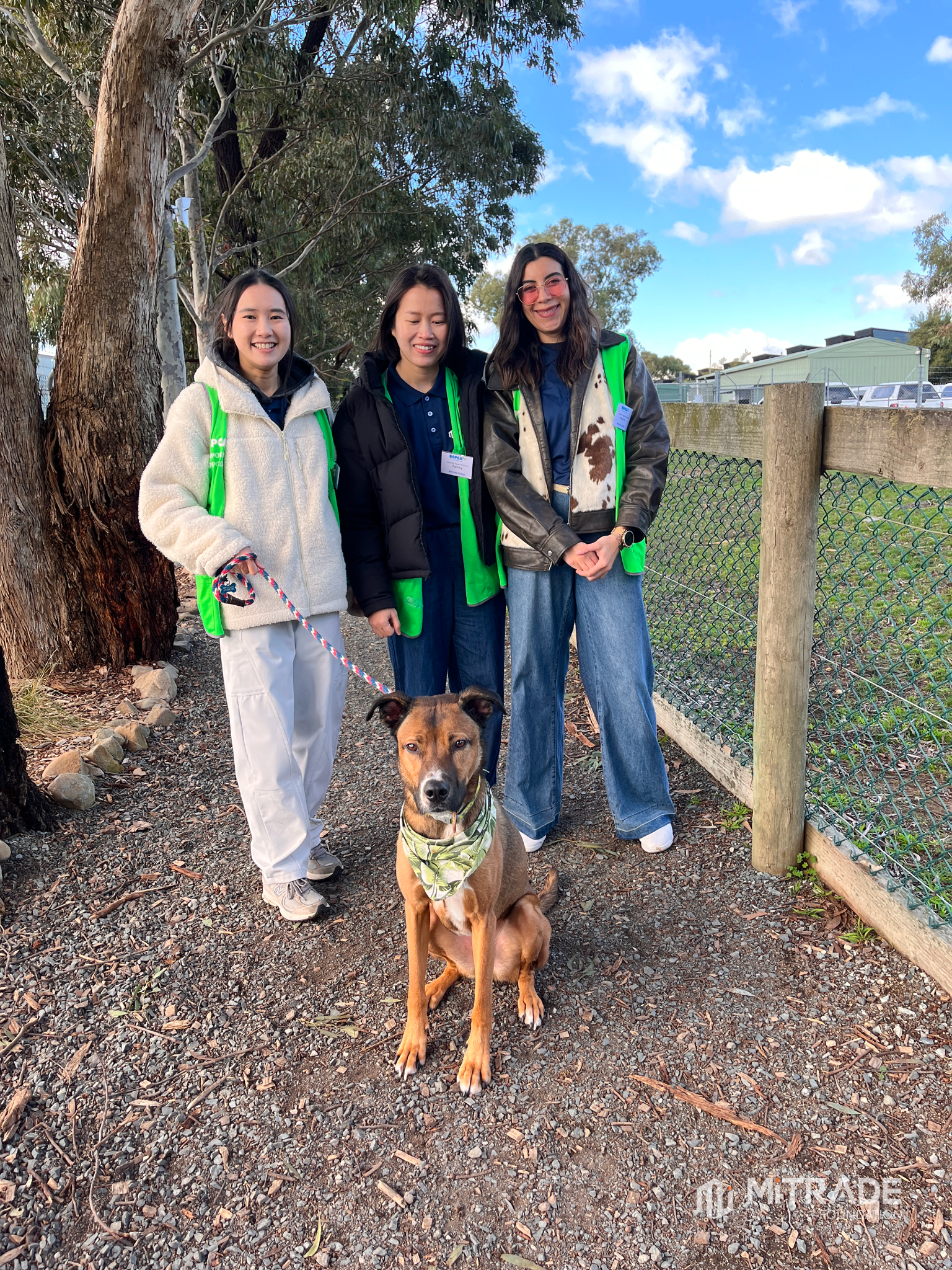 Mitrade volunteers taking a shelter dog on an enrichment walk